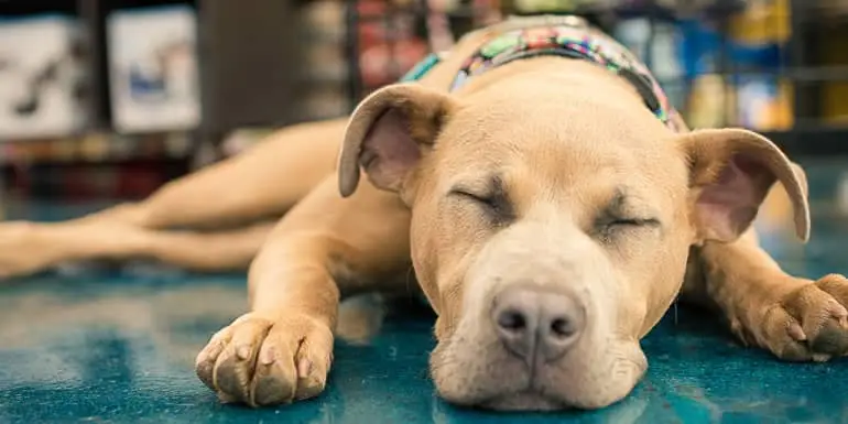 Dog in Asheville Pet Store
